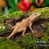 Dickkopfanolis, Anolis Cybotes -Container Haustiere Geschäft Dickkopfanolis Anolis cybotes 2