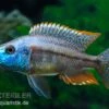 Rotbrust-Messerbuntbarsch, Dimidiochromis Strigatus, DNZ 1 Rotbrust-Messerbuntbarsch, Dimidiochromis Strigatus, DNZ -Container Haustiere Geschäft Dimidiochromis strigatus 1 6