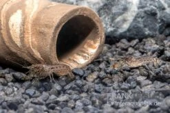 Kleinster Zwergflußkrebs - Cambarellus Diminutus - Paar + Handgemachte Krebshöhle