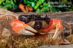 Container Haustiere Geschäft 25 Waldkrabbe, Discoplax Magna (Tuerkayana Magnum)