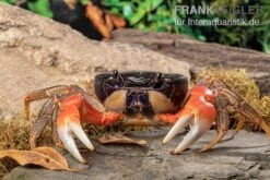 Container Haustiere Geschäft -Container Haustiere Geschäft Discoplax magna 3