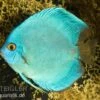 Diskusfisch ASIA-NZ, Symphysodon Discus Cobalt Blue -Container Haustiere Geschäft Discus Cobalt blue 2