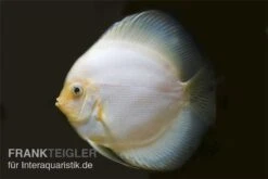 Diskusfisch ASIA-NZ, Symphysodon Discus White Diamond -Container Haustiere Geschäft Diskus weiss