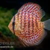 Diskusfisch ASIA-NZ, Symphysodon Discus Leopard -Container Haustiere Geschäft Diskusfisch ASIA NZ Symphysodon discus Leopard 1
