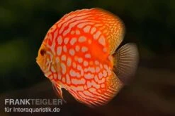 Diskusfisch ASIA-NZ, Symphysodon Discus Star Trek