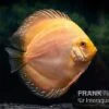 Diskusfisch ASIA-NZ, Symphysodon Discus Ghost (Golden Dragon) -Container Haustiere Geschäft Diskusfisch Symphysodon aequifasciatus 03 Ghost