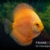 Diskusfisch ASIA-NZ, Symphysodon Discus Gold Master (Siam Gold) -Container Haustiere Geschäft Diskusfisch Symphysodon aequifasciatus 04a Gold Master 1