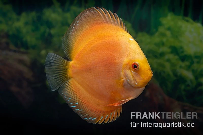 Diskusfisch ASIA-NZ, Symphysodon discus Gold Master (Siam gold) Diskusfisch ASIA-NZ, Symphysodon Discus Gold Master (Siam Gold) -Container Haustiere Geschäft Diskusfisch Symphysodon aequifasciatus 04a Gold Master 1