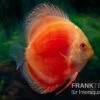 Diskusfisch ASIA-NZ, Symphysodon Discus Marlboro Red 1 Diskusfisch ASIA-NZ, Symphysodon Discus Marlboro Red -Container Haustiere Geschäft Diskusfisch Symphysodon aequifasciatus 07 Marlboro red 7