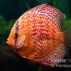 Diskusfisch ASIA-NZ, Symphysodon Discus Red Dragon -Container Haustiere Geschäft Diskusfisch Symphysodon aequifasciatus 08 Red dragon 7