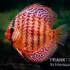 Diskusfisch ASIA-NZ, Symphysodon Discus Red Turquoise (Red Royal) -Container Haustiere Geschäft Diskusfisch Symphysodon aequifasciatus 10 Red turquoise 16