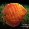 Diskusfisch ASIA-NZ, Symphysodon Discus Solid Red (San Merah) -Container Haustiere Geschäft Diskusfisch Symphysodon aequifasciatus 13 San Merah 2