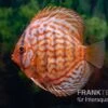 Diskusfisch ASIA-NZ, Symphysodon Discus Red Eagle Turquoise -Container Haustiere Geschäft Diskusfisch Symphysodon aequifasciatus 15 Red Eagle 2