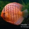 Diskusfisch ASIA-NZ, Symphysodon Discus Red Tiger 1 Diskusfisch ASIA-NZ, Symphysodon Discus Red Tiger -Container Haustiere Geschäft Diskusfisch Symphysodon aequifasciatus 17 Red Tiger 5
