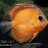 Diskusfisch ASIA-NZ, Symphysodon Discus Rose Red -Container Haustiere Geschäft Diskusfisch Symphysodon aequifasciatus 18 Rose Red