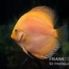 Diskusfisch ASIA-NZ, Symphysodon Discus Yellow & White Daimond -Container Haustiere Geschäft Diskusfisch Symphysodon aequifasciatus 20 Yellow white Diamond