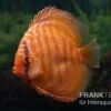 Diskusfisch ASIA-NZ, Symphysodon Discus Super Red Brown -Container Haustiere Geschäft Diskusfisch Symphysodon aequifasciatus 24 Super red brown 10