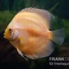 Diskusfisch ASIA-NZ, Symphysodon Discus Golden Panda -Container Haustiere Geschäft Diskusfisch Symphysodon aequifasciatus 26 Golden Panda 2