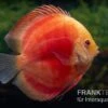 Diskusfisch ASIA-NZ, Symphysodon Discus Red Ruby -Container Haustiere Geschäft Diskusfisch Symphysodon aequifasciatus 27 Red Ruby 5