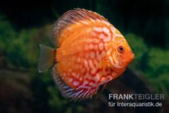 Diskusfisch ASIA-NZ, Symphysodon Discus Pigeon Snake Red Turquoise
