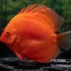 Diskusfisch ASIA-NZ, Symphysodon Discus Super Red -Container Haustiere Geschäft Diskusfisch Symphysodon aequifasciatus 30 Super Red 3