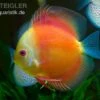 Diskusfisch ASIA-NZ, Symphysodon Discus Red Doll (Red Melon) 2 Diskusfisch ASIA-NZ, Symphysodon Discus Red Doll (Red Melon) -Container Haustiere Geschäft Diskusfisch Symphysodon discus Red Melon