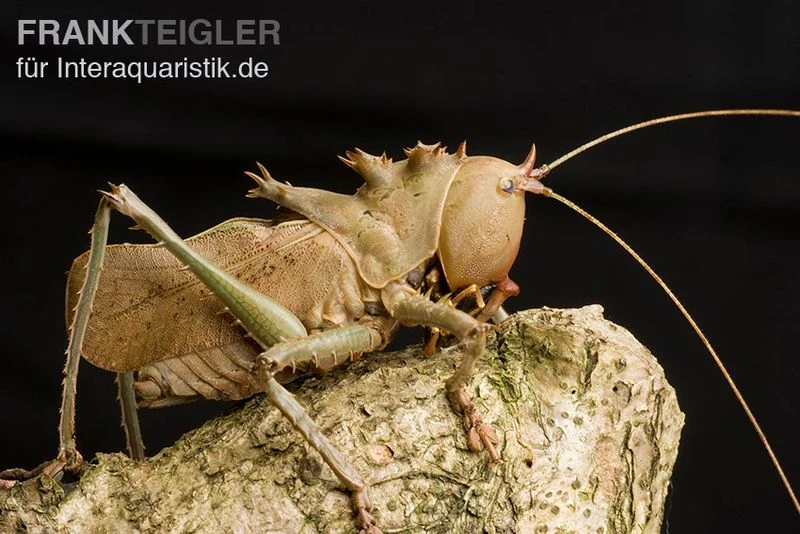 Drachenkopfschrecke, Eumegalodon spec. Drachenkopfschrecke, Eumegalodon Spec. -Container Haustiere Geschäft Drachenkopfschrecke Eumegalodon spec 1