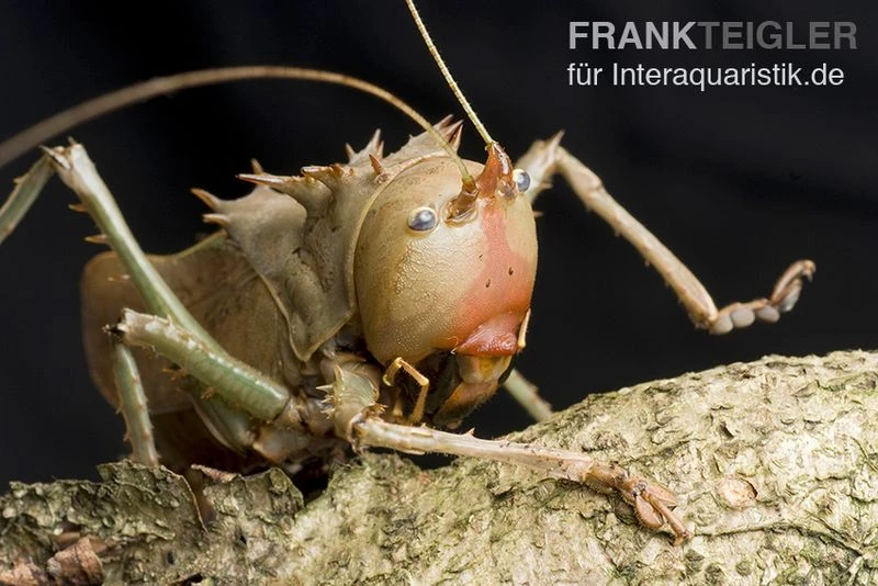 Drachenkopfschrecke, Eumegalodon spec. Drachenkopfschrecke, Eumegalodon Spec. -Container Haustiere Geschäft Drachenkopfschrecke Eumegalodon spec 2
