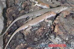 Dumérils Fransenfingereidechse, Acanthodactylus Scutellatus -Container Haustiere Geschäft Dumerils Fransenfingereidechse Acanthodactylus scutellatus 3
