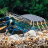 Dunkelblauer Krebs Variante II, Cherax Sp. "Blue Moon Type II" 1 Dunkelblauer Krebs Variante II, Cherax Sp. "Blue Moon Type II" -Container Haustiere Geschäft Dunkelblauer Krebs Variante II Cherax sp Blue Moon Type II 1