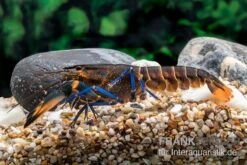 Dunkelblauer Krebs Variante III, Cherax Sp. "Blue Moon Type III" -Container Haustiere Geschäft Dunkelblauer Krebs Variante III Cherax sp Blue Moon Type III 4