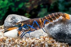 Dunkelblauer Krebs Variante III, Cherax Sp. "Blue Moon Type III" -Container Haustiere Geschäft Dunkelblauer Krebs Variante III Cherax sp Blue Moon Type III 5