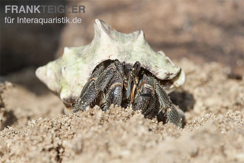 5 kleine Landeinsiedlerkrebse, Coenobita spec. 5 Kleine Landeinsiedlerkrebse, Coenobita Spec. -Container Haustiere Geschäft Einsiedlerkrebs 1