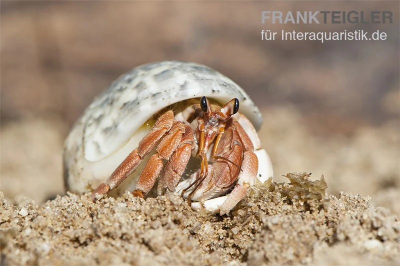 5 kleine Landeinsiedlerkrebse, Coenobita spec. 5 Kleine Landeinsiedlerkrebse, Coenobita Spec. -Container Haustiere Geschäft Einsiedlerkrebs 2 1