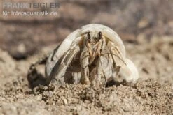 5 Kleine Landeinsiedlerkrebse, Coenobita Spec. 6 5 Kleine Landeinsiedlerkrebse, Coenobita Spec. -Container Haustiere Geschäft Einsiedlerkrebs 3 1