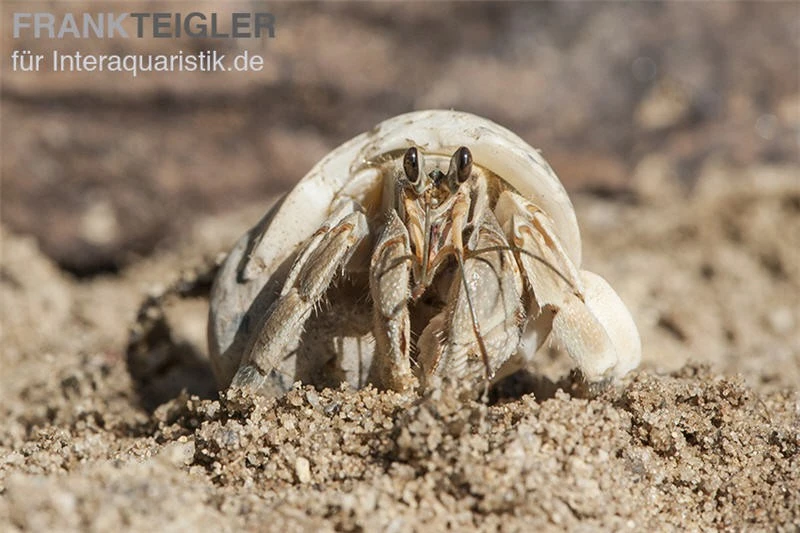 5 kleine Landeinsiedlerkrebse, Coenobita spec. 5 Kleine Landeinsiedlerkrebse, Coenobita Spec. -Container Haustiere Geschäft Einsiedlerkrebs 3 1