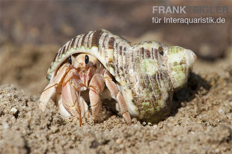 5 kleine Landeinsiedlerkrebse, Coenobita spec. 5 Kleine Landeinsiedlerkrebse, Coenobita Spec. -Container Haustiere Geschäft Einsiedlerkrebs 3