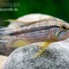 Elisabeth’s Zwergbuntbarsch, Apistogramma Elizabethae -Container Haustiere Geschäft Elisabeths Zwergbuntbarsch Apistogramma elizabethae neu