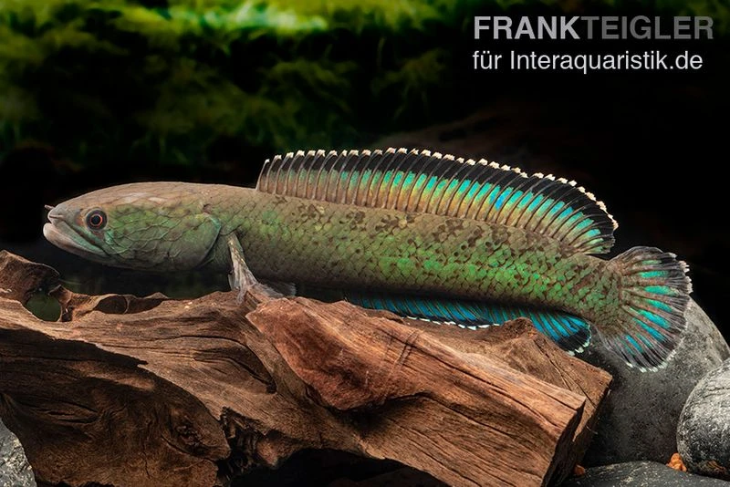 Emerald Green Schlangenkopf, Channa sp. „Emerald Green“ Emerald Green Schlangenkopf, Channa Sp. „Emerald Green“ -Container Haustiere Geschäft Emerald Green Schlangenkopf Channa sp Emerald Green 1