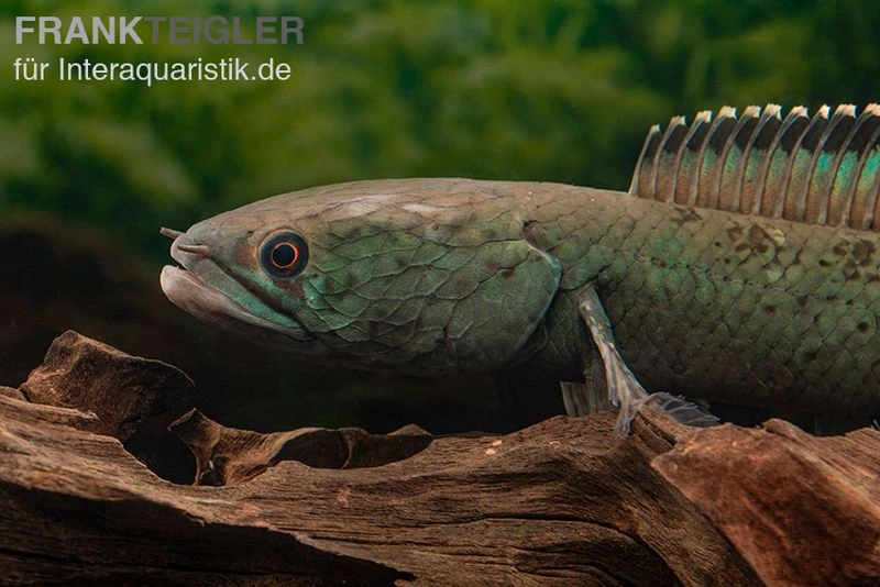 Emerald Green Schlangenkopf, Channa sp. „Emerald Green“ Emerald Green Schlangenkopf, Channa Sp. „Emerald Green“ -Container Haustiere Geschäft Emerald Green Schlangenkopf Channa sp Emerald Green 2