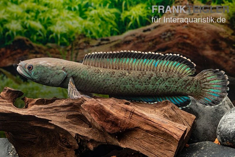 Emerald Green Schlangenkopf, Channa sp. „Emerald Green“ Emerald Green Schlangenkopf, Channa Sp. „Emerald Green“ -Container Haustiere Geschäft Emerald Green Schlangenkopf Channa sp Emerald Green 3
