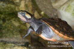 Rotbauch-Spitzkopfschildkröte, Emydura Subglobosa FZ 3 Rotbauch-Spitzkopfschildkröte, Emydura Subglobosa FZ -Container Haustiere Geschäft Emydura subglobosa RSHFT0235