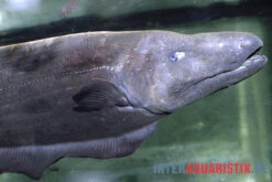 Entenkopf-Messerfisch, Parapteronotus Bonapartii