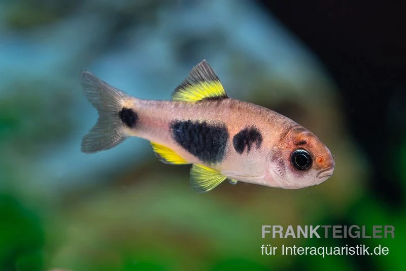 Schmetterlingsbarbe, Barbus hulstaerti (Minifisch), 5 Stück Schmetterlingsbarbe, Barbus Hulstaerti (Minifisch), 5 Stück -Container Haustiere Geschäft Enteromius hulstaerti 14