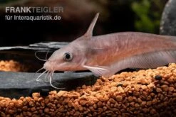 Equinus-Korallenwels, Neosilurus Equinus -Container Haustiere Geschäft Equinus Korallenwels Neosilurus equinus 5