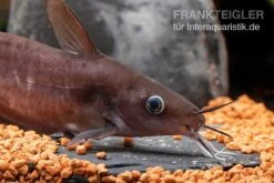 Equinus-Korallenwels, Neosilurus Equinus -Container Haustiere Geschäft Equinus Korallenwels Neosilurus equinus 6