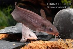 Equinus-Korallenwels, Neosilurus Equinus -Container Haustiere Geschäft Equinus Korallenwels Neosilurus equinus 7