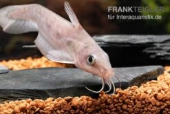 Equinus-Korallenwels, Neosilurus Equinus -Container Haustiere Geschäft Equinus Korallenwels Neosilurus equinus 8