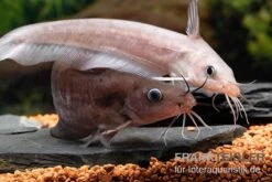 Equinus-Korallenwels, Neosilurus Equinus -Container Haustiere Geschäft Equinus Korallenwels Neosilurus equinus 9