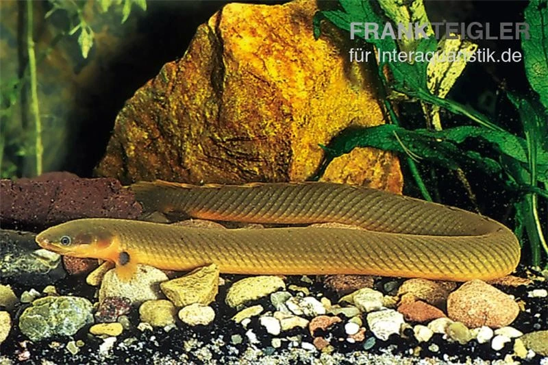 Flösselaal, Erpetoichthys calabaricus, 18-25 cm Flösselaal, Erpetoichthys Calabaricus, 18-25 Cm -Container Haustiere Geschäft Erpetoichthys calabaricus floesselaal 1